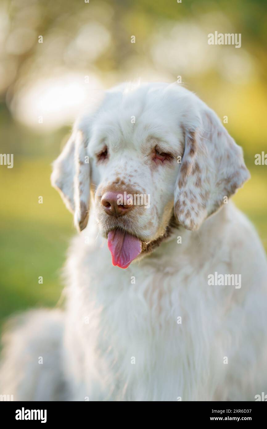 Un cane Clumber Spaniel si rilassa su un campo, guardando in lontananza mentre la luce della sera inonda il paesaggio in un caldo bagliore. Foto Stock