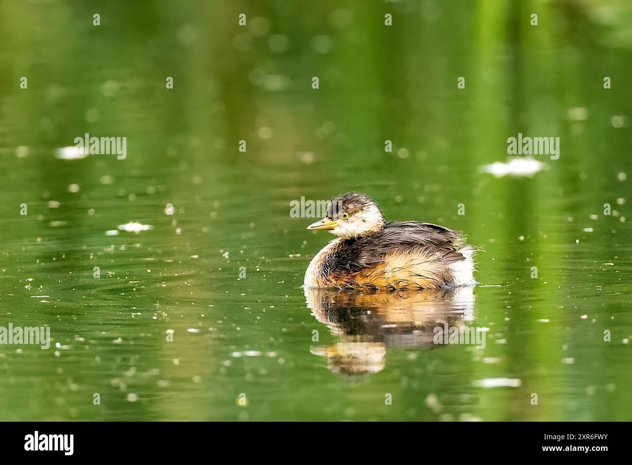 Un Grebe Australasiano (Tachybaptus novaehollandiae) che nuota acroo sulla linea della fotocamera con un riflesso Foto Stock