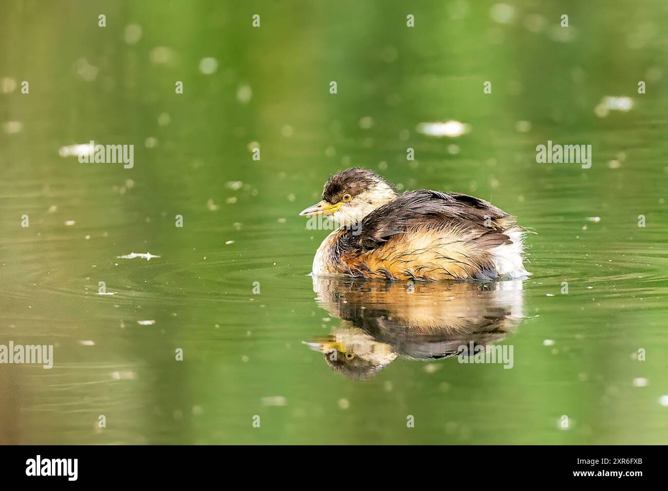 Un Grebe Australasiano (Tachybaptus novaehollandiae) che nuota acroo sulla linea della fotocamera con un riflesso Foto Stock