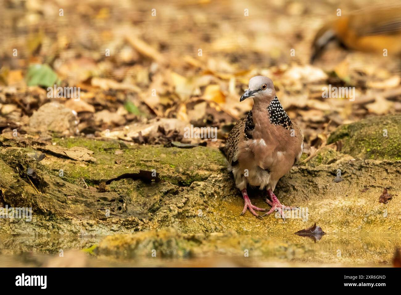 La colomba maculata (Spilopelia chinensis) è una colomba di medie dimensioni caratterizzata dal suo piumaggio marrone chiaro, colletto maculato bianco e nero. Foto Stock