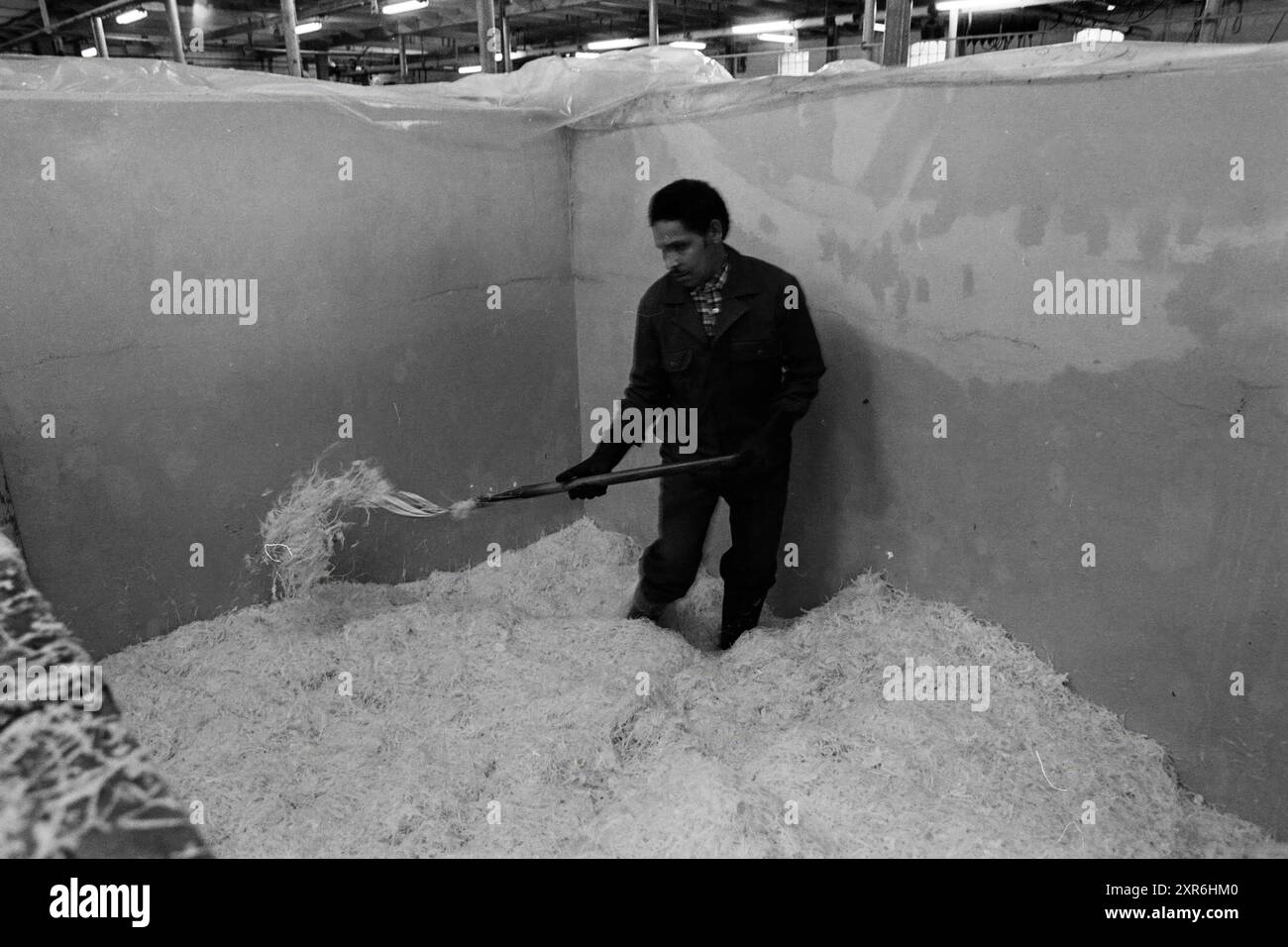 Sul piano di lavoro della fabbrica Kramer sauerkraut (dipendente che taglia il cavolo in un grande contenitore), Zuid-Scharwoude, 17-11-1980, Whizgle Dutch News: Immagini storiche su misura per il futuro. Esplora il passato dei Paesi Bassi con prospettive moderne attraverso le immagini delle agenzie olandesi. Colmare gli eventi di ieri con gli approfondimenti di domani. Intraprendi un viaggio senza tempo con storie che plasmano il nostro futuro. Foto Stock