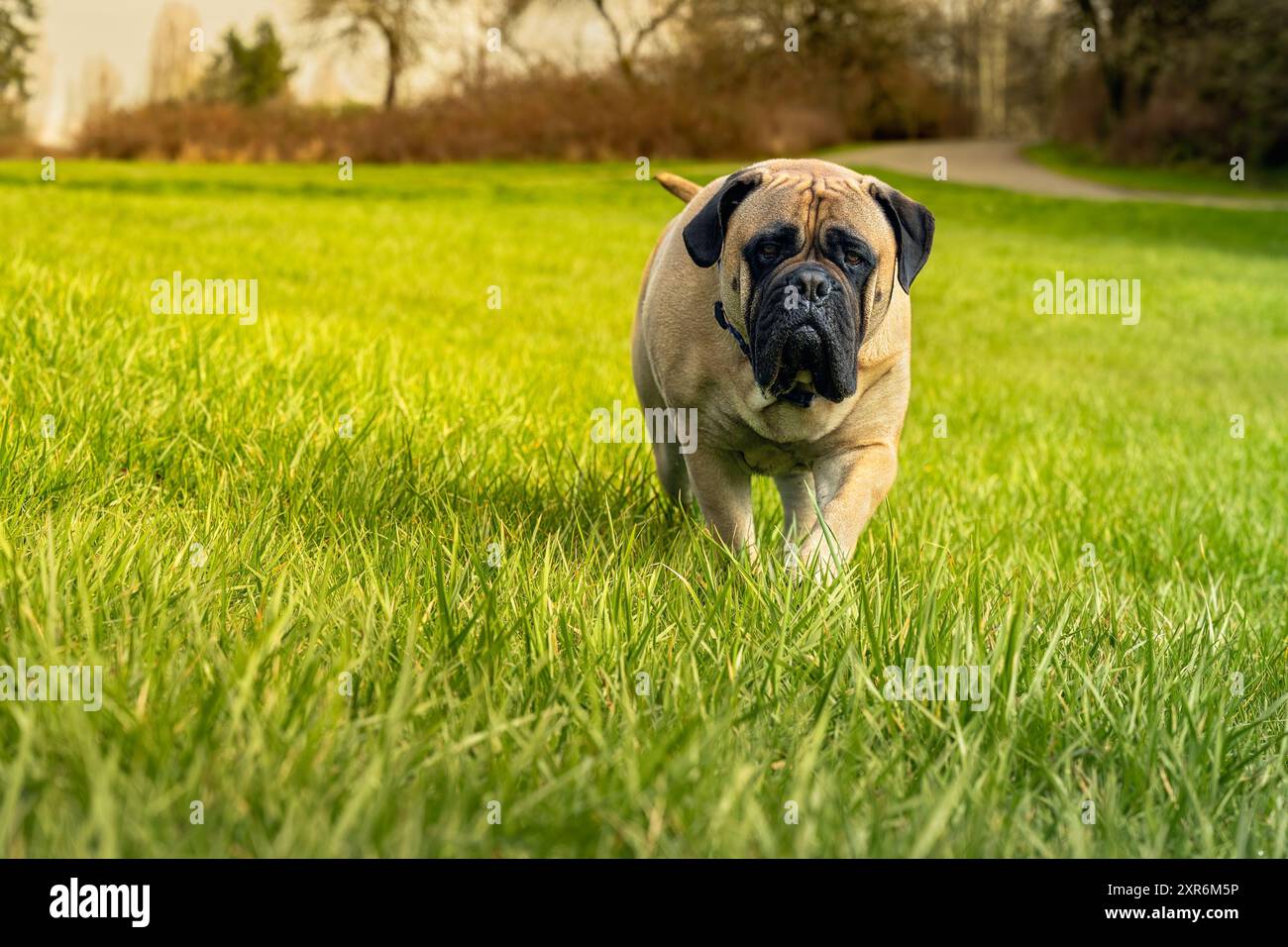 Un cane Bullmastiff che cammina su un prato verde in un parco in una giornata di sole. Foto Stock
