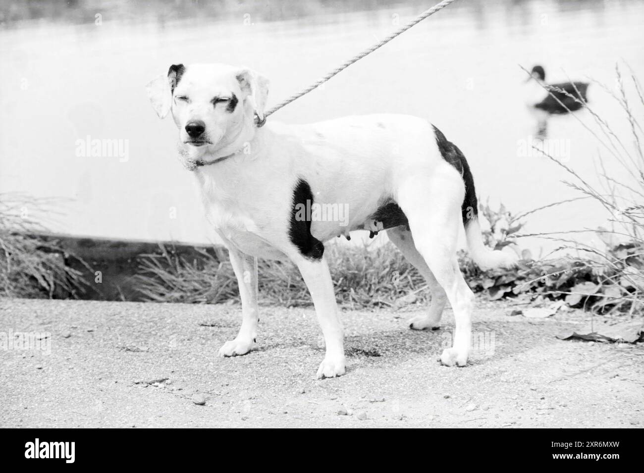 Dog V.d. WEEK, Dogs, 19-07-1978, Whizgle Dutch News: Immagini storiche su misura per il futuro. Esplora il passato dei Paesi Bassi con prospettive moderne attraverso le immagini delle agenzie olandesi. Colmare gli eventi di ieri con gli approfondimenti di domani. Intraprendi un viaggio senza tempo con storie che plasmano il nostro futuro. Foto Stock Dog V.d. WEEK, Dogs, 19-07-1978, Whizgle Dutch News: Immagini storiche su misura per il futuro. Esplora il passato dei Paesi Bassi con prospettive moderne attraverso le immagini delle agenzie olandesi. Colmare gli eventi di ieri con gli approfondimenti di domani. Intraprendi un viaggio senza tempo con storie che plasmano il nostro futuro. Foto Stock