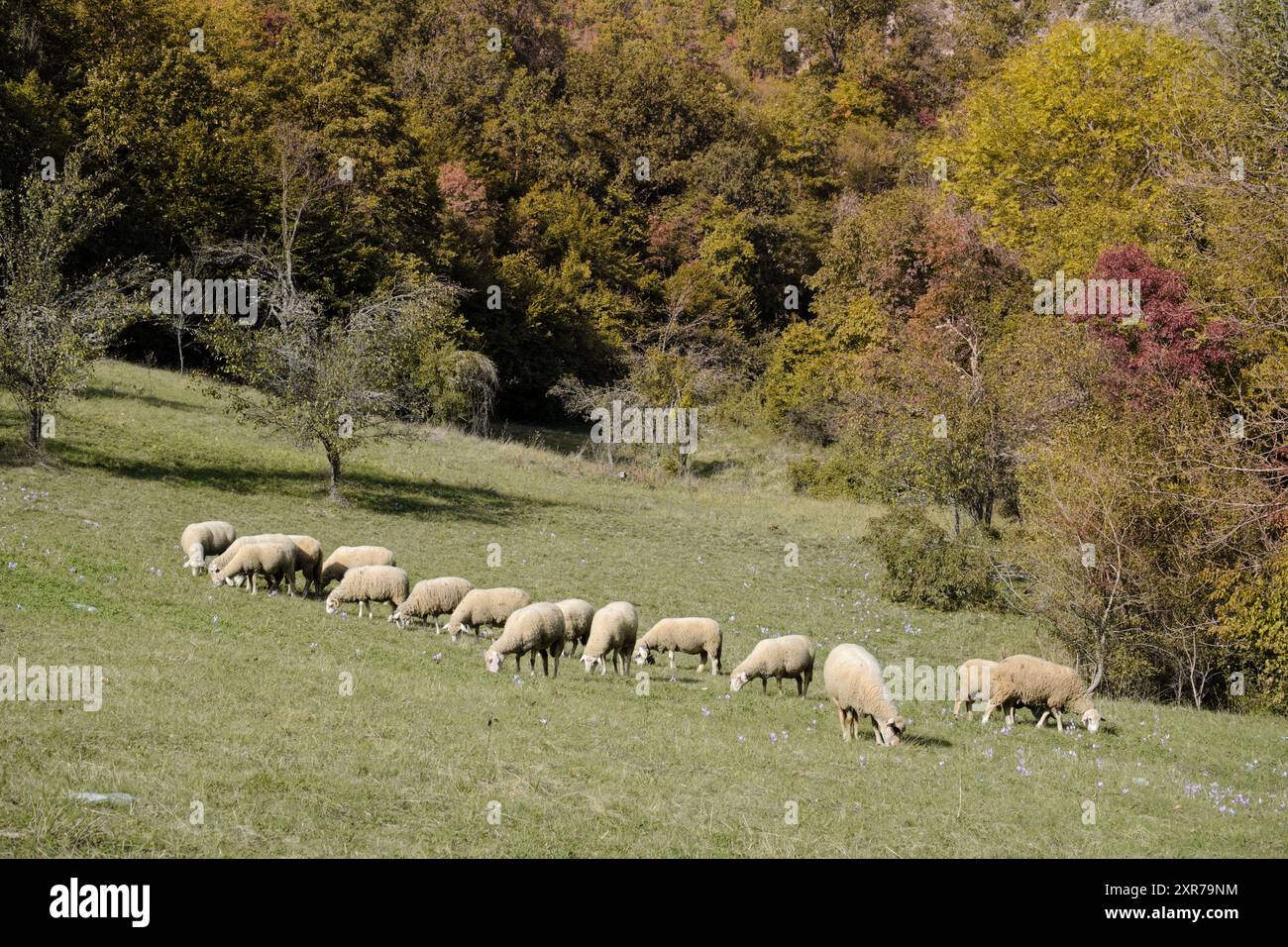 Pecore che pascolano sul prato con fiori autunnali ai margini della foresta vicino a Oplave, Visegrad, Bosnia ed Erzegovina Foto Stock