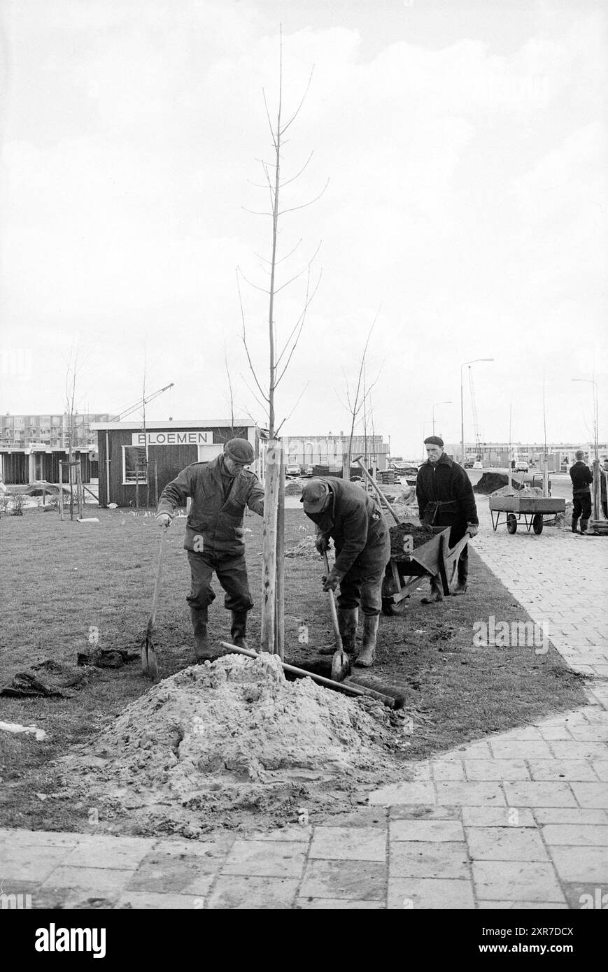 Piantare alberi, Schalkwijk, Trees, 03-04-1968, Whizgle Dutch News: Immagini storiche su misura per il futuro. Esplora il passato dei Paesi Bassi con prospettive moderne attraverso le immagini delle agenzie olandesi. Colmare gli eventi di ieri con gli approfondimenti di domani. Intraprendi un viaggio senza tempo con storie che plasmano il nostro futuro. Foto Stock