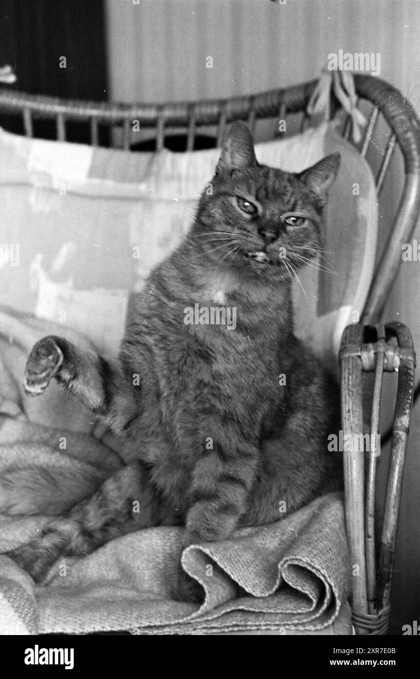 Gatto su un divano in rattan, Whizgle Dutch News: Immagini storiche su misura per il futuro. Esplora il passato dei Paesi Bassi con prospettive moderne attraverso le immagini delle agenzie olandesi. Colmare gli eventi di ieri con gli approfondimenti di domani. Intraprendi un viaggio senza tempo con storie che plasmano il nostro futuro. Foto Stock
