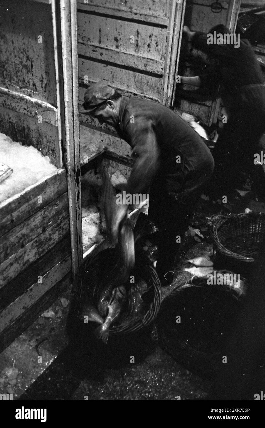 Navi nel porto di pesca di sera, navi che scaricano pesce, cernita, pesca e altri, pescivendoli, pesca, 04-12-1963, Whizgle Dutch News: immagini storiche su misura per il futuro. Esplora il passato dei Paesi Bassi con prospettive moderne attraverso le immagini delle agenzie olandesi. Colmare gli eventi di ieri con gli approfondimenti di domani. Intraprendi un viaggio senza tempo con storie che plasmano il nostro futuro. Foto Stock