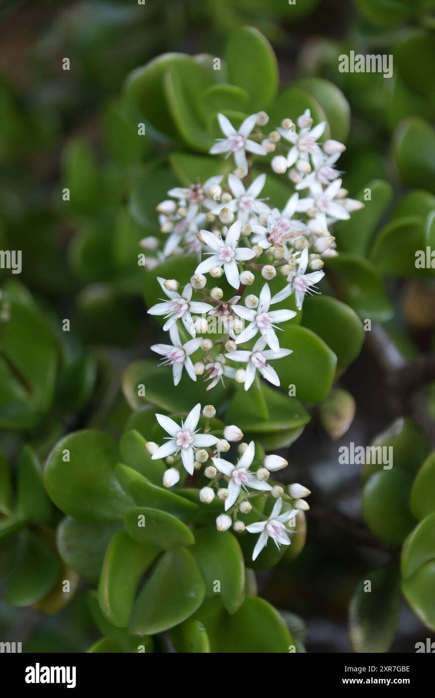 Fiori bianchi a forma di stella di Jade Plant, Money Plant, Crassula ovata Rosa. Originario di S. Africa, cresce nel Queensland Garden, Australia. Foto Stock