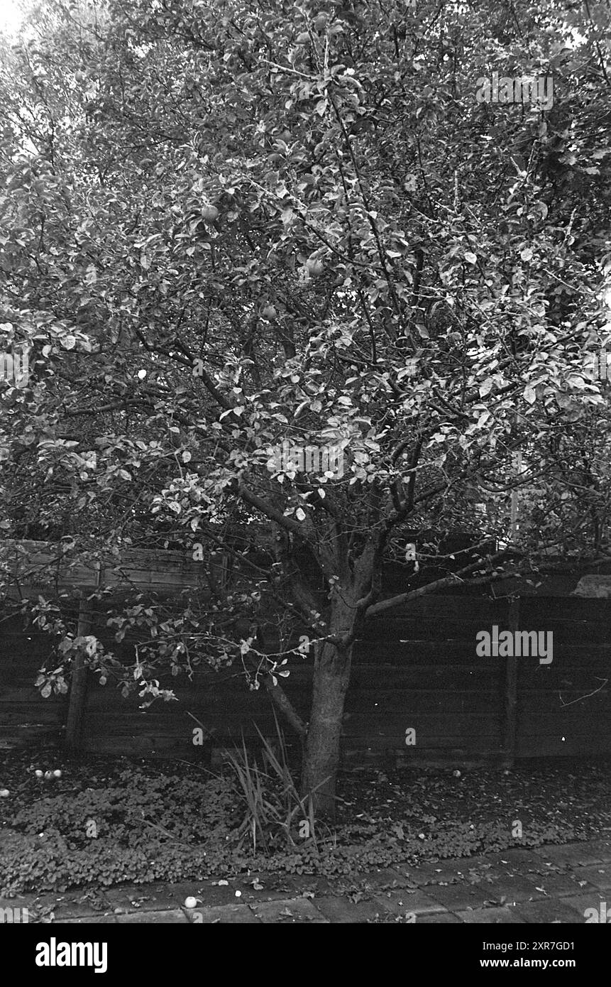 Apple Tree in fioritura, Trees, 15-10-1974, Whizgle Dutch News: Immagini storiche su misura per il futuro. Esplora il passato dei Paesi Bassi con prospettive moderne attraverso le immagini delle agenzie olandesi. Colmare gli eventi di ieri con gli approfondimenti di domani. Intraprendi un viaggio senza tempo con storie che plasmano il nostro futuro. Foto Stock