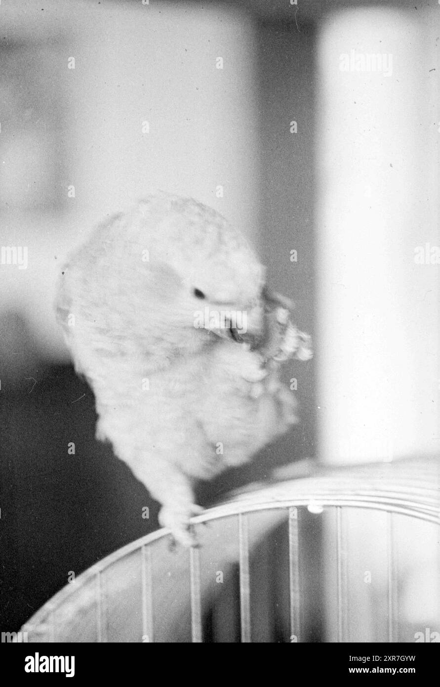 Testa di pappagallo, uccelli, 00-00-1965, Whizgle Dutch News: Immagini storiche su misura per il futuro. Esplora il passato dei Paesi Bassi con prospettive moderne attraverso le immagini delle agenzie olandesi. Colmare gli eventi di ieri con gli approfondimenti di domani. Intraprendi un viaggio senza tempo con storie che plasmano il nostro futuro. Foto Stock