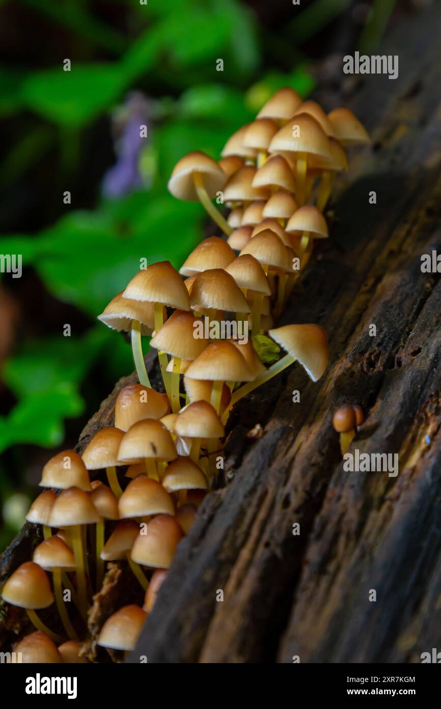 Il fungo non commestibile cresce nelle foreste, nell'Europa centrale, nella Mycena renati. Foto Stock