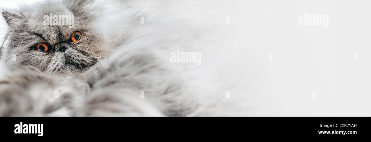 Banner Web con un gatto persiano d'argento - modello di intestazione del Web vuoto o copertina dei social media - spazio copia Foto Stock