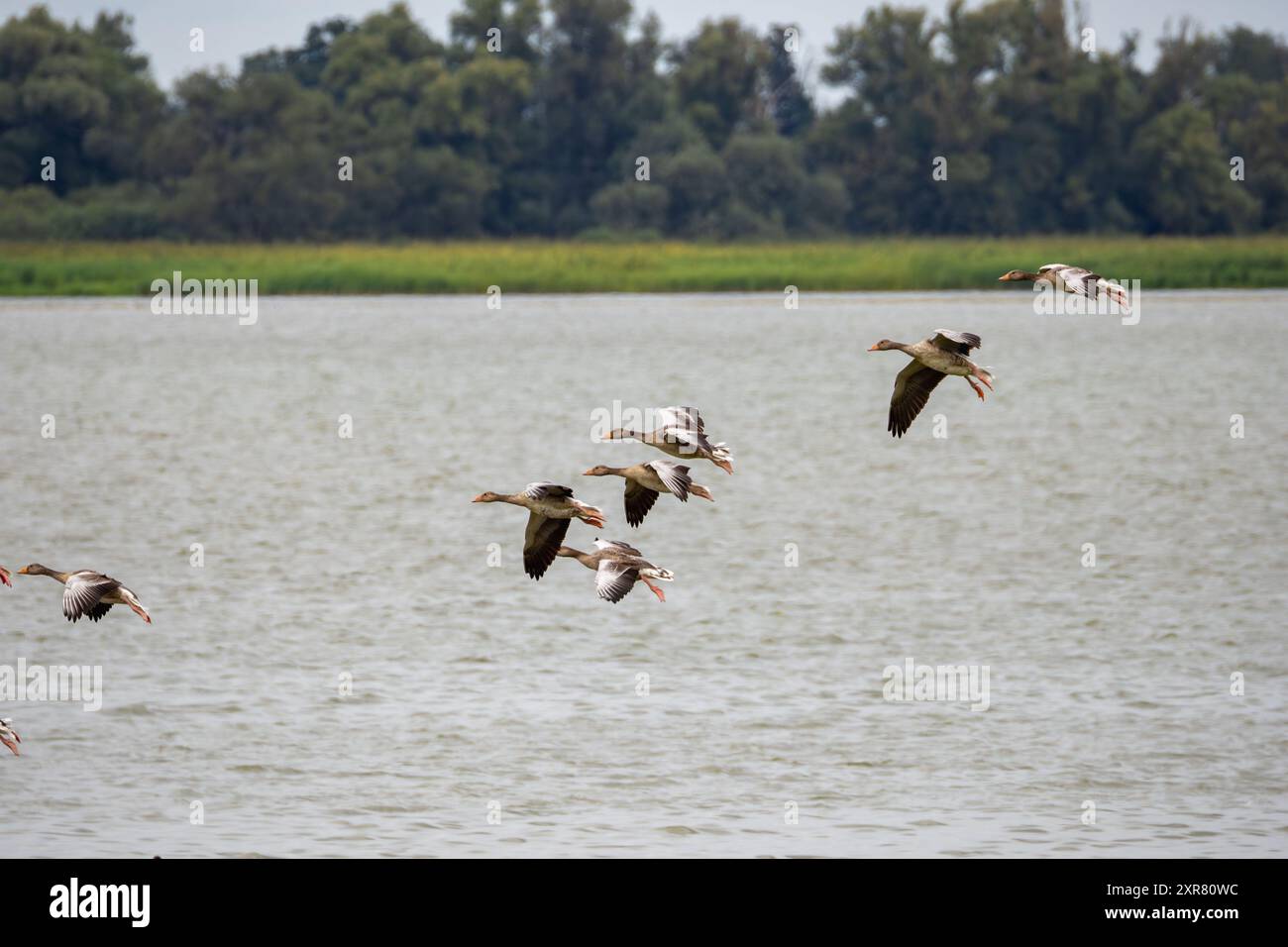 uno stormo di oche si prepara per il touchdown in un lago Foto Stock