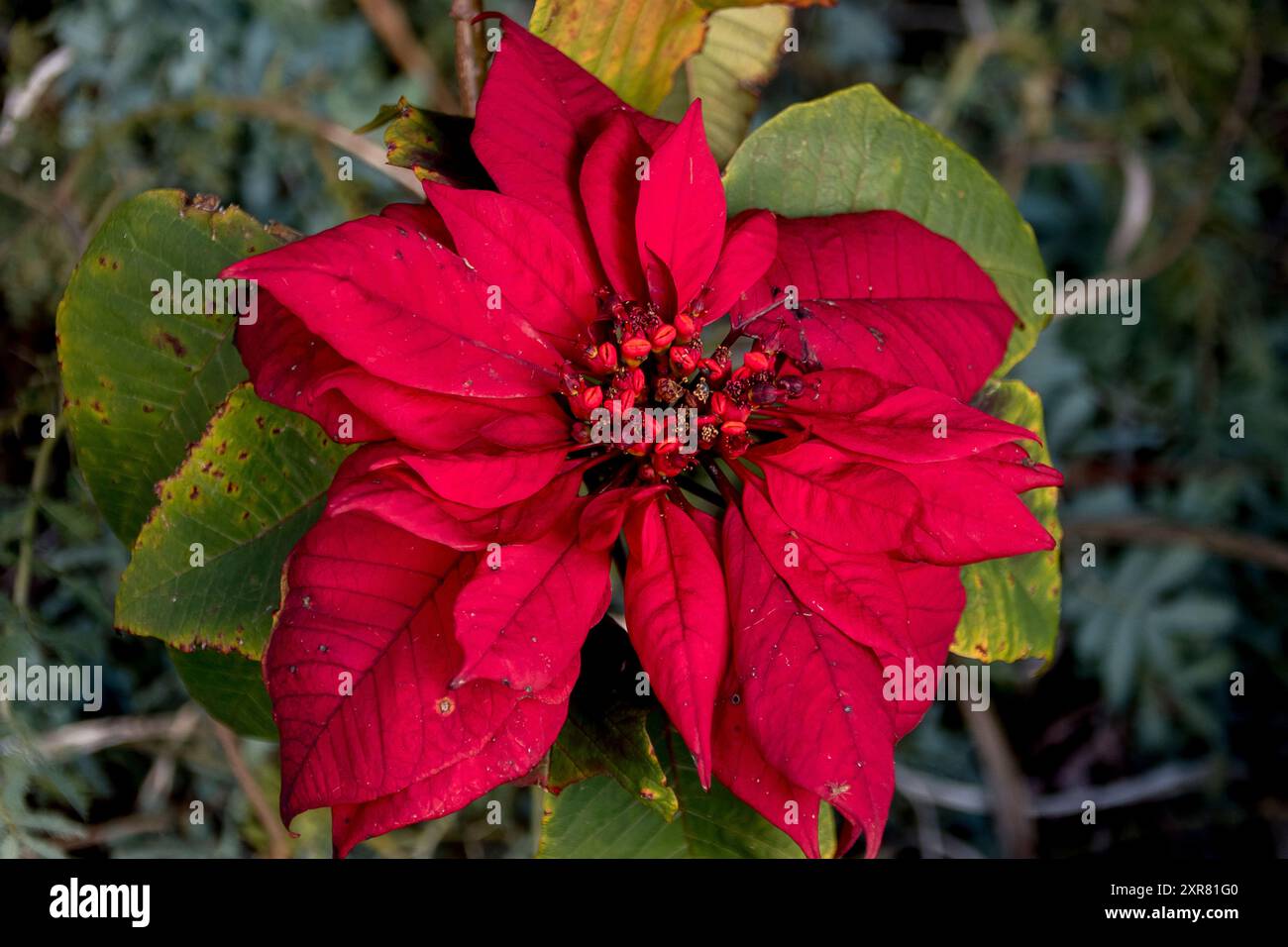 Red Poinsettia, Euphorbia pulcherrima, foglie e fiori, che crescono nel Queensland Garden, Australia, a metà inverno. Originario dell'America centrale. Foto Stock