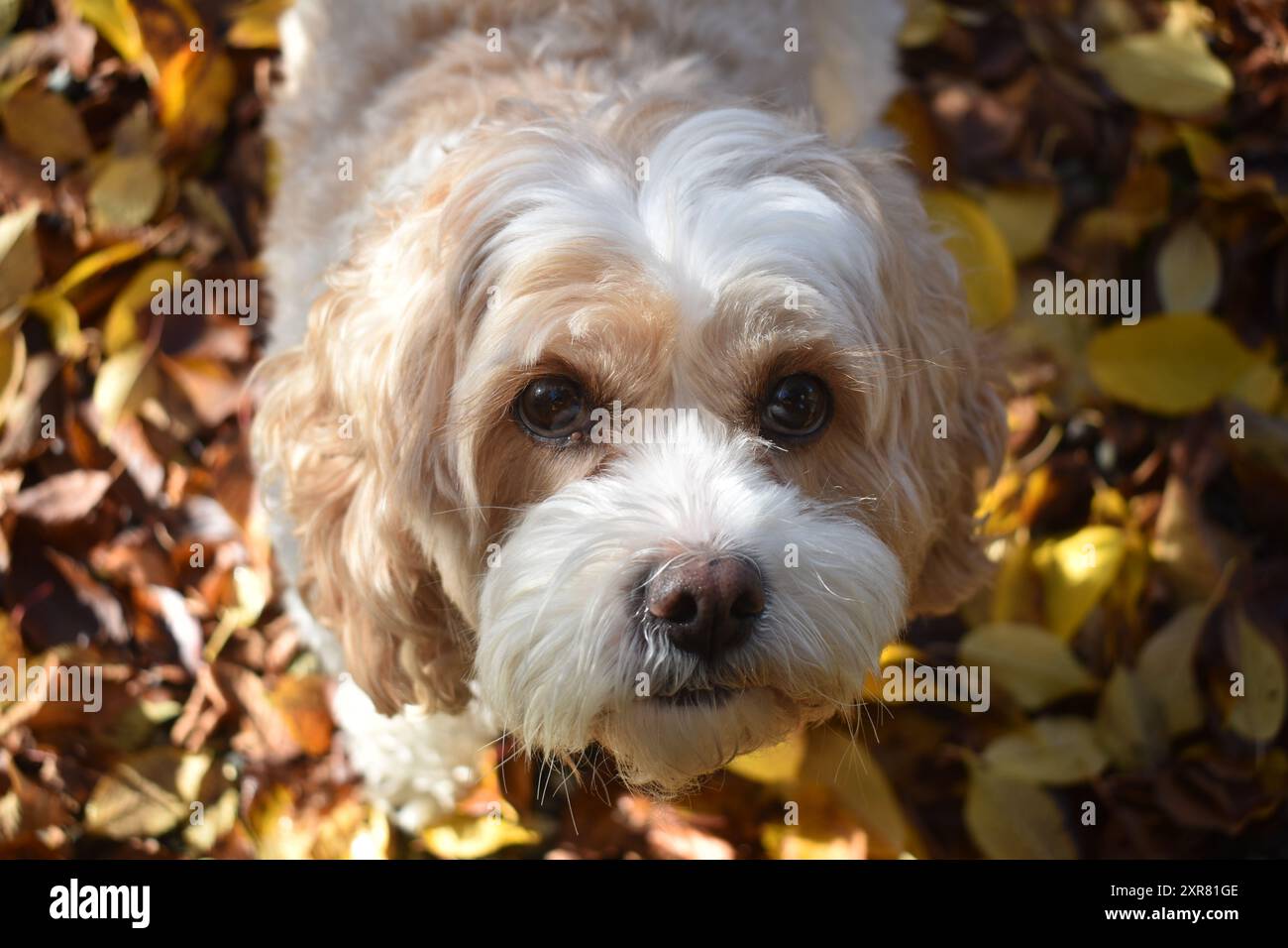Il mio cane Pip/Pippy sta in piedi su foglie gialle e marroni nel mio cortile anteriore Foto Stock