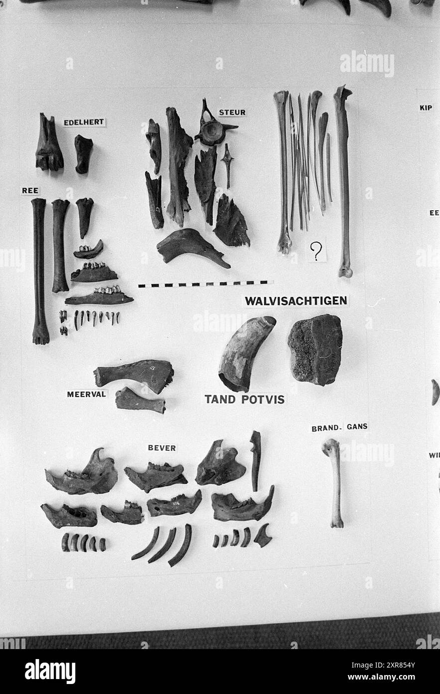 Bones from Roman Times Velsen, History, 26-01-1976, Whizgle Dutch News: Immagini storiche su misura per il futuro. Esplora il passato dei Paesi Bassi con prospettive moderne attraverso le immagini delle agenzie olandesi. Colmare gli eventi di ieri con gli approfondimenti di domani. Intraprendi un viaggio senza tempo con storie che plasmano il nostro futuro. Foto Stock