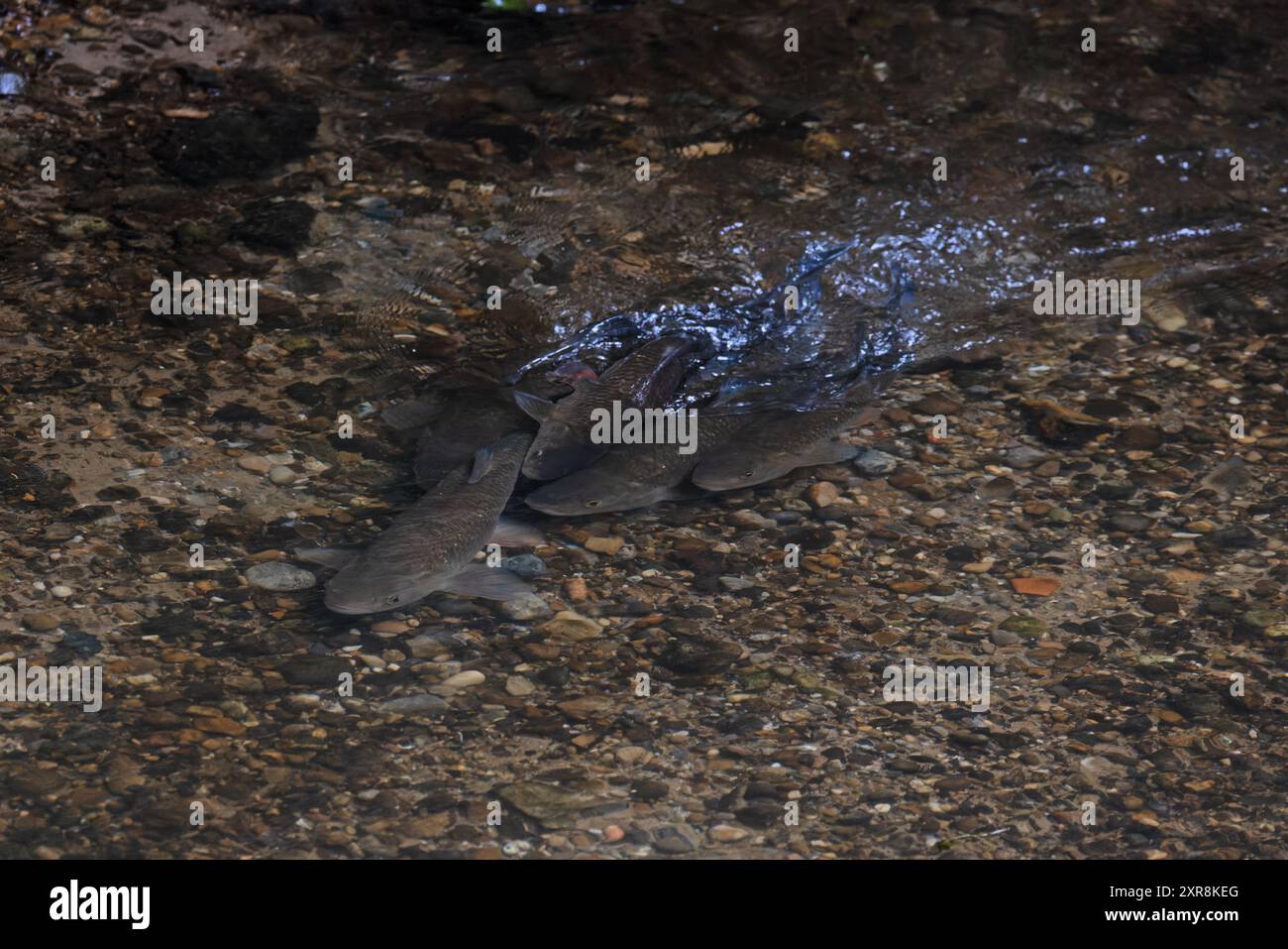 Chub (Squalius cephalus) che si riproduce sul letto di ciottoli del fiume Yare Norfolk luglio 2024 Foto Stock