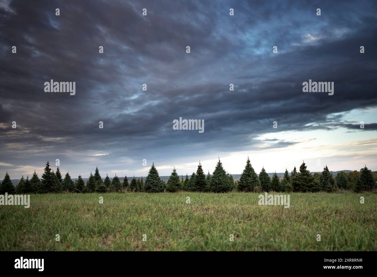 Ampia fattoria di alberi di Natale cielo spettacolare Foto Stock