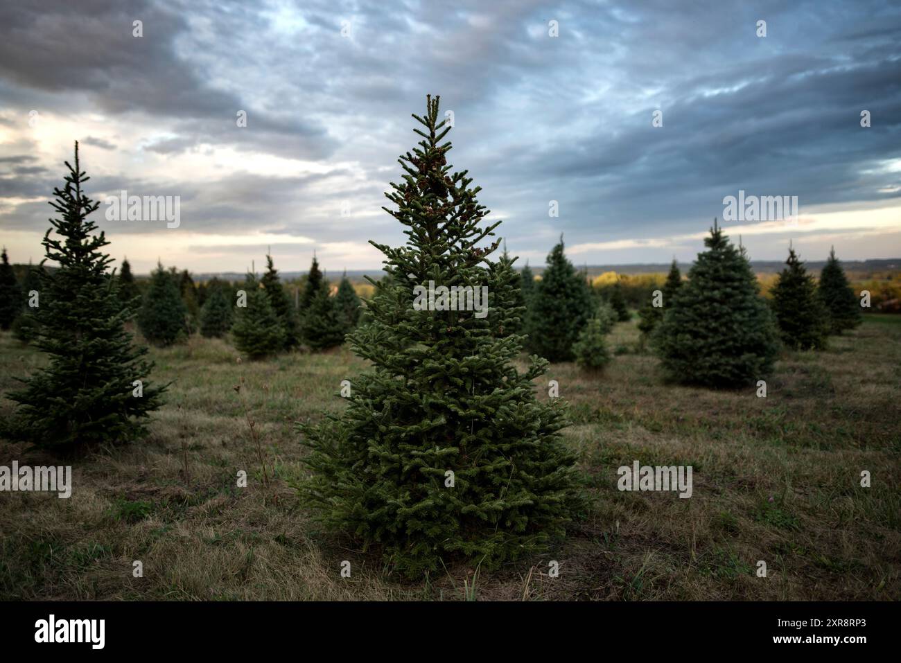 Fattoria degli alberi di Natale, spettacolare cielo invernale Foto Stock
