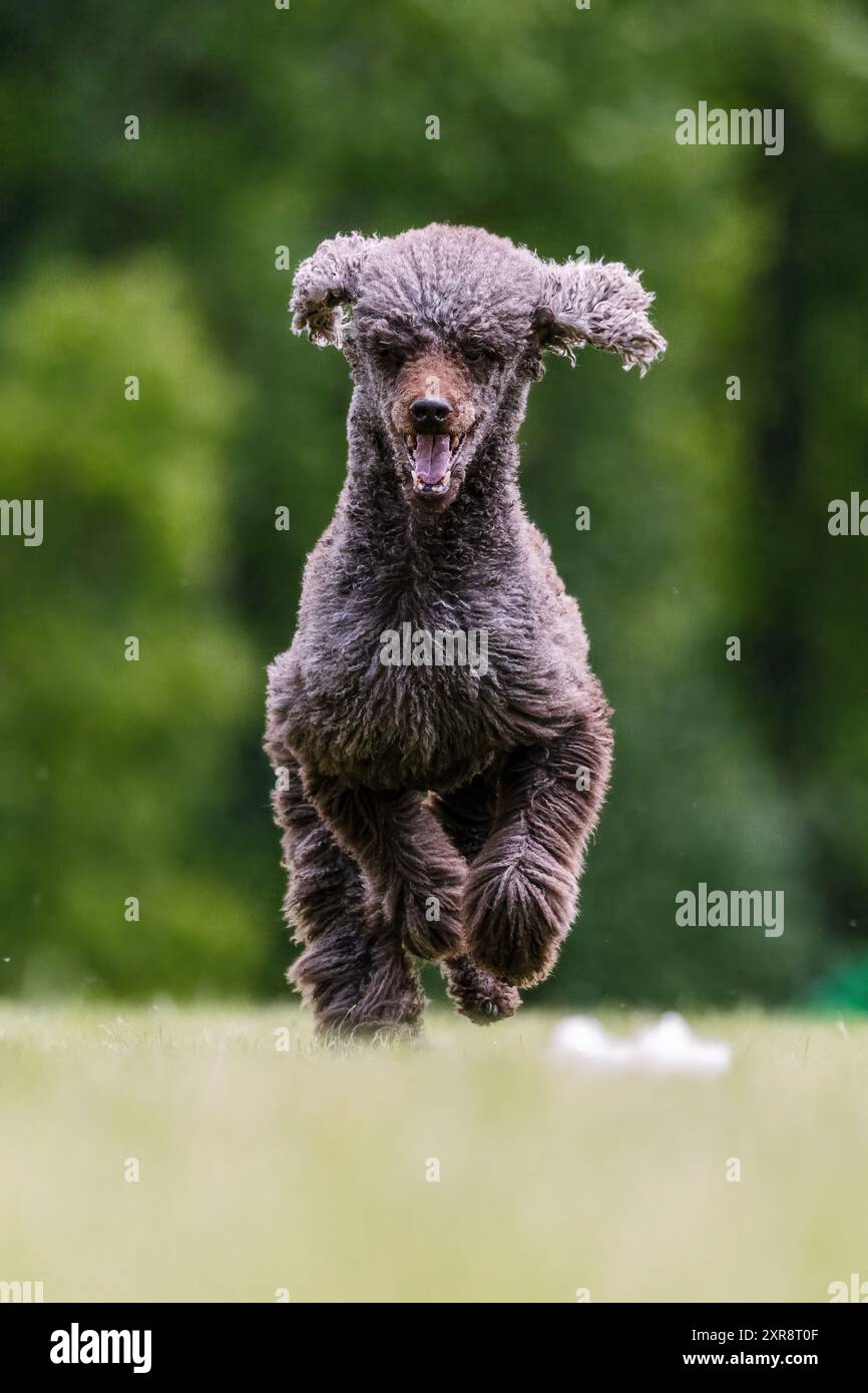 Brown Standard Poodle Running Lure Course Dog Sport Foto Stock