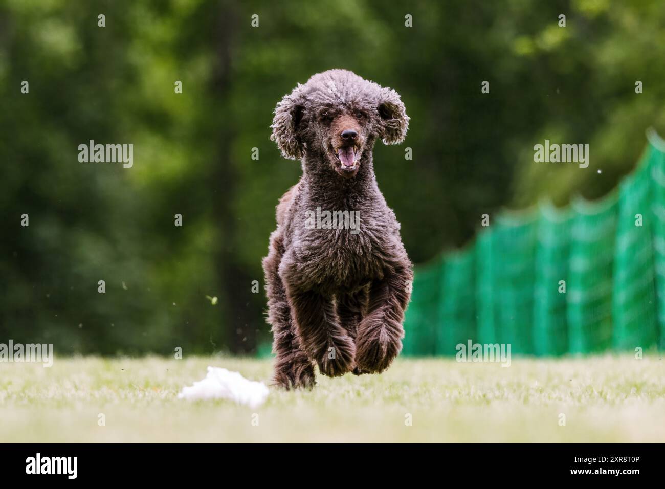 Brown Standard Poodle Running Lure Course Dog Sport Foto Stock