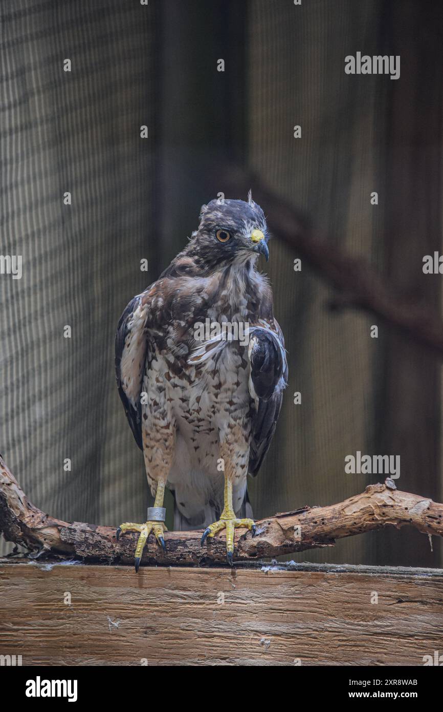 Broad Winged Hawk- Buteo platypterus Foto Stock