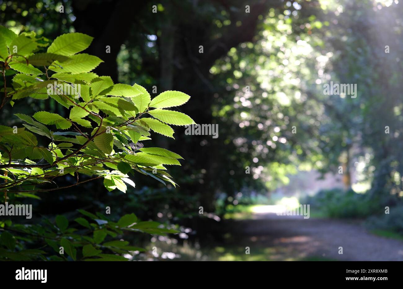 bosco di prima mattina a sheringham park, nord di norfolk, inghilterra Foto Stock