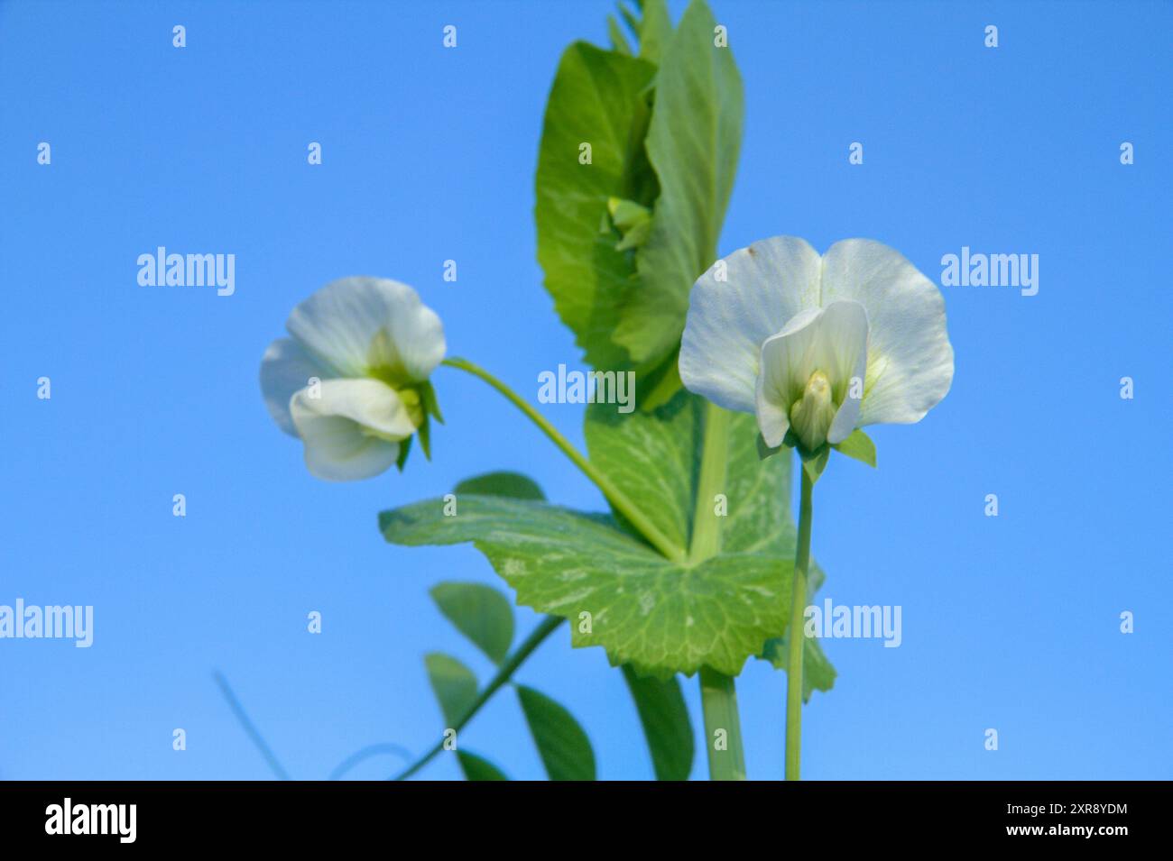 Fiori di pisello sulla neve contro un cielo blu Foto Stock