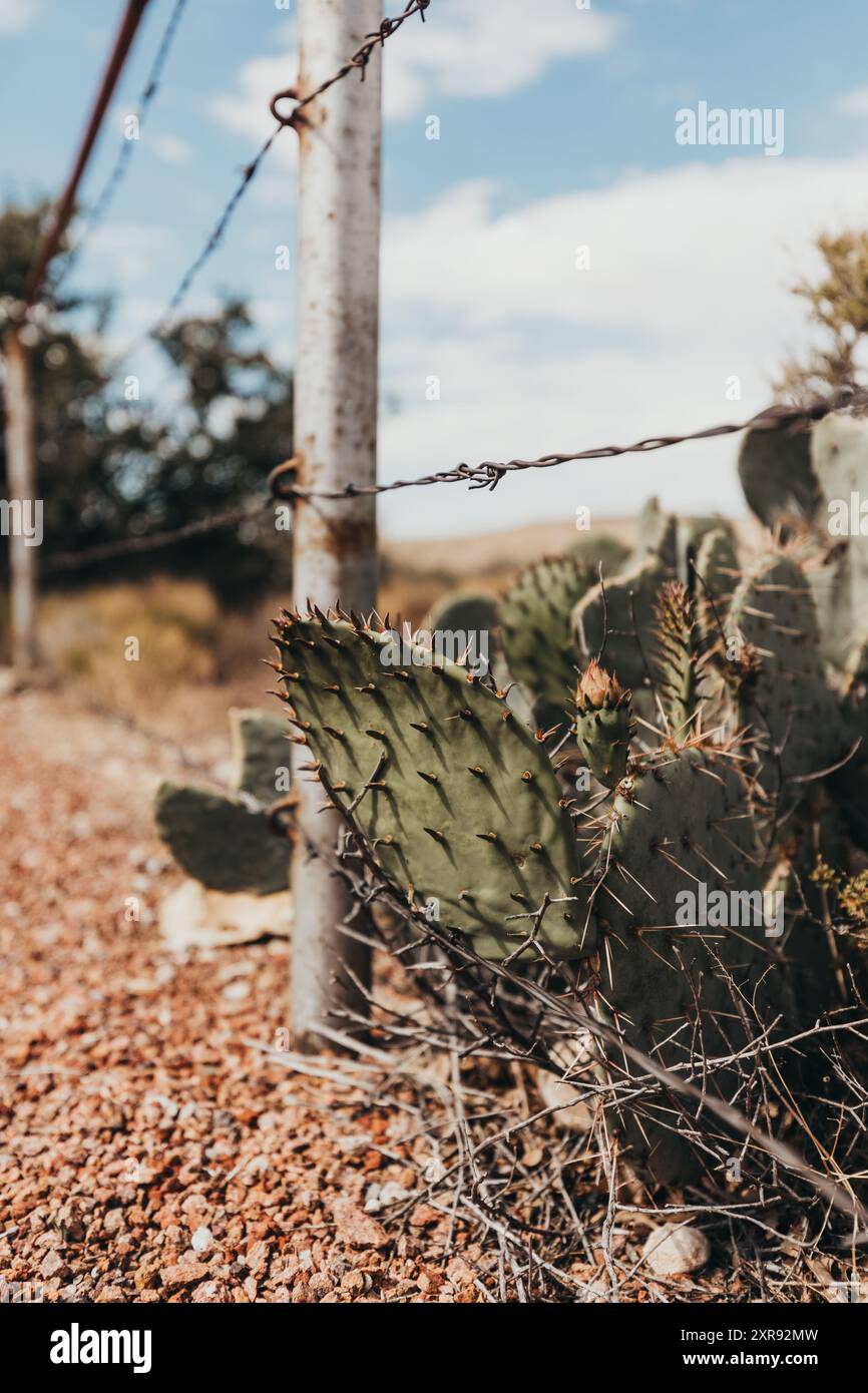 Oggetti appuntiti vicino al Parco Nazionale delle Montagne Guadalupe Foto Stock