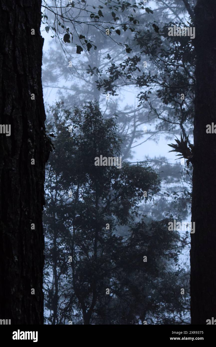 Pini nella foresta nebbiosa delle montagne, Oaxaca, Messico. Foto Stock