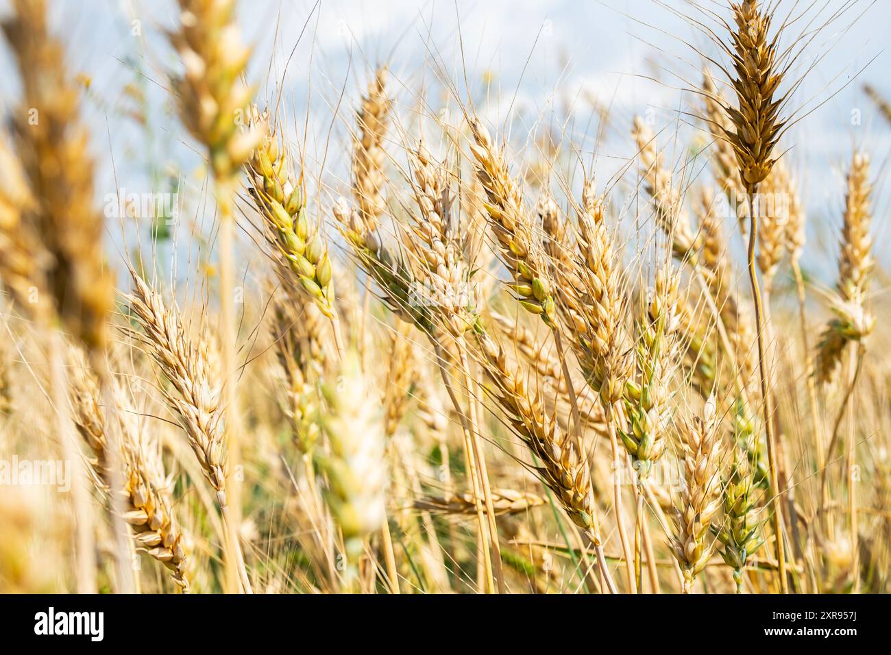 Primo piano di orecchie di grano dorato nel campo sotto la luce del sole durante la stagione del raccolto. Foto Stock