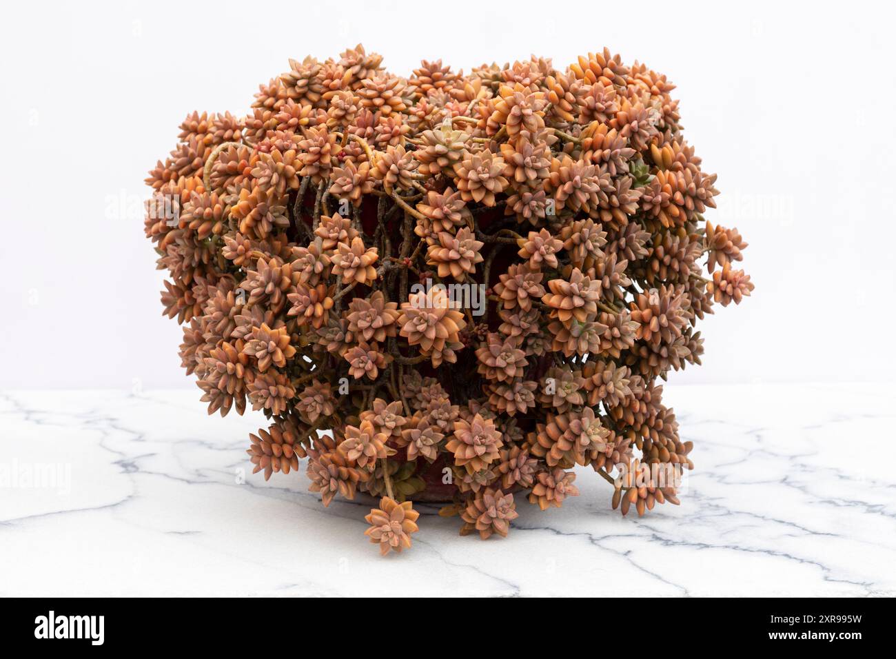 graptopetalum paraguayense bronzo succulente primo piano Foto Stock