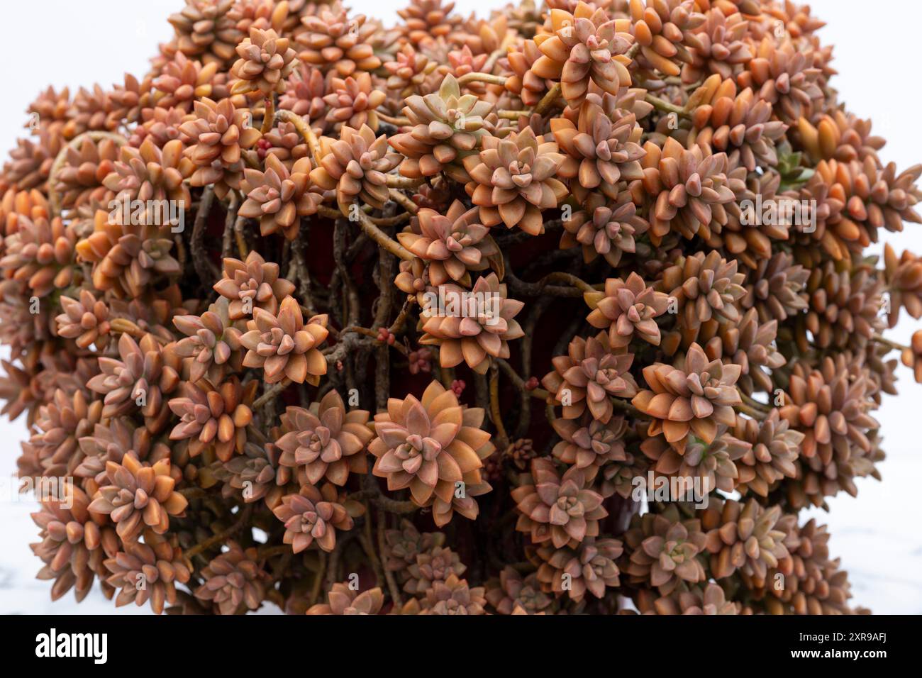 Primo piano di Sedum Graptopetalum succulento Foto Stock