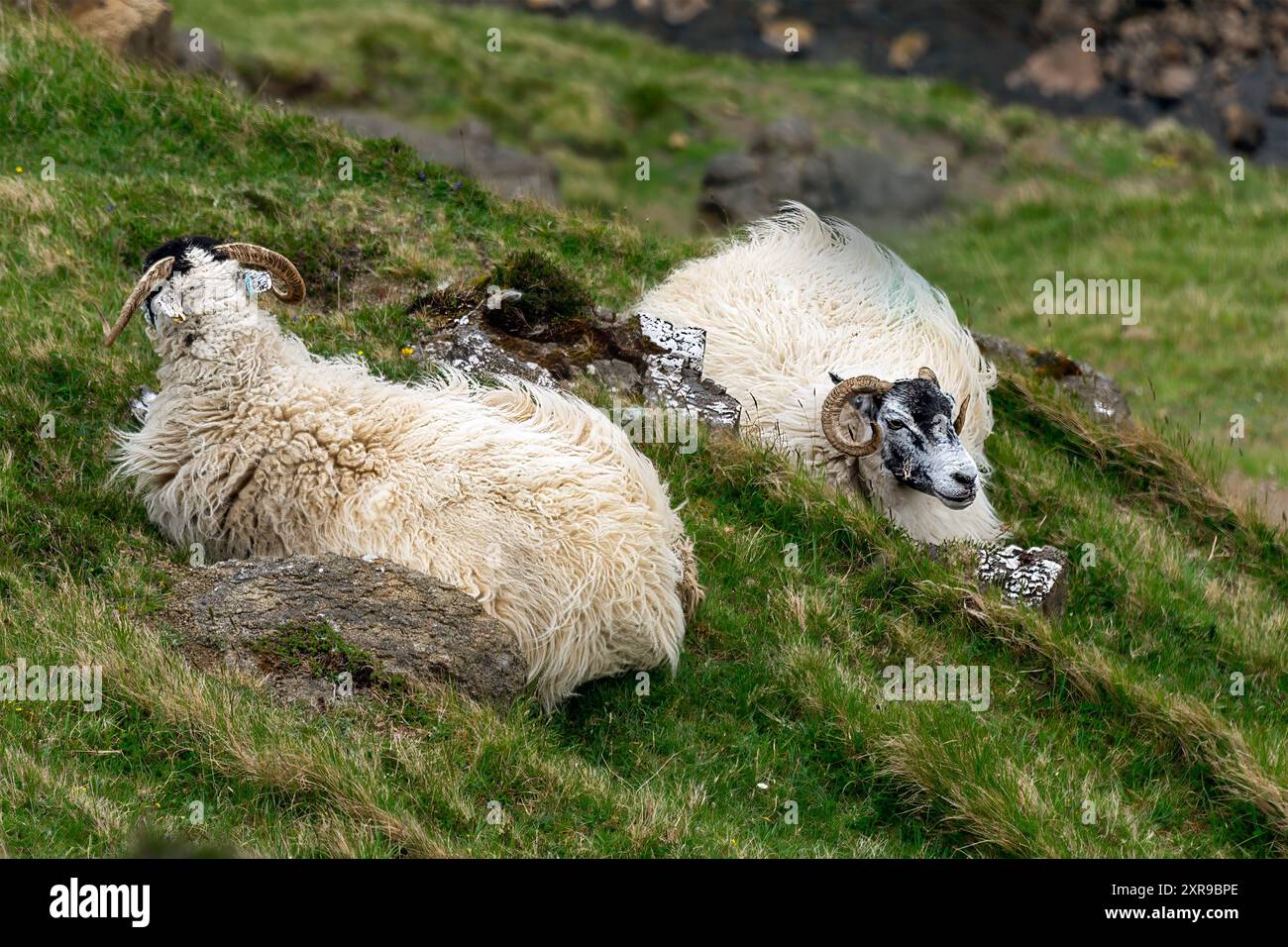 Due pecore di razza Blackface giacciono su un pendio collinare. Foto Stock