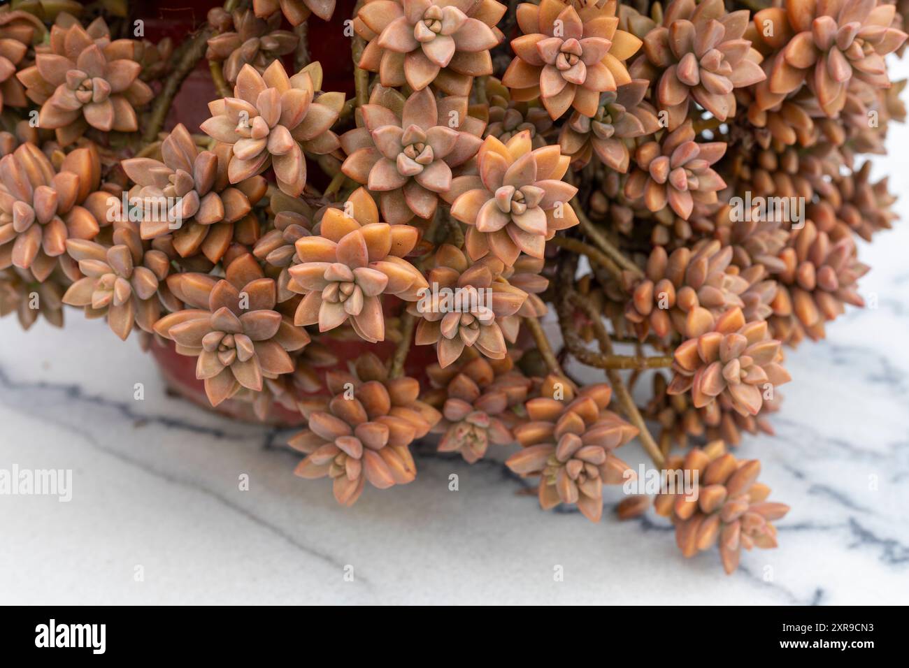 Sedum pianta succulenta su superficie di marmo Foto Stock