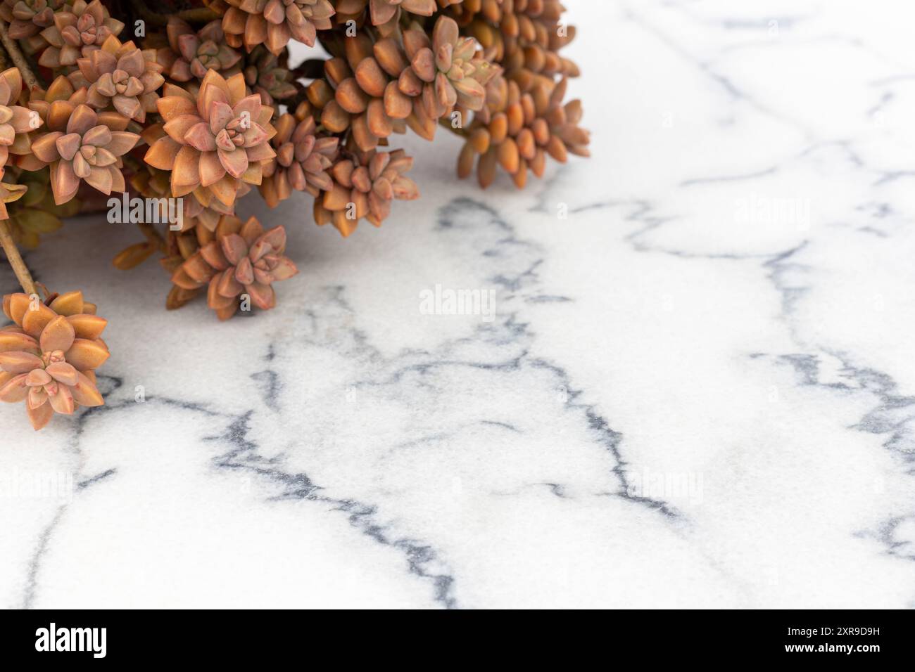 Graptosedum succulento in una pentola su un pavimento di marmo Foto Stock