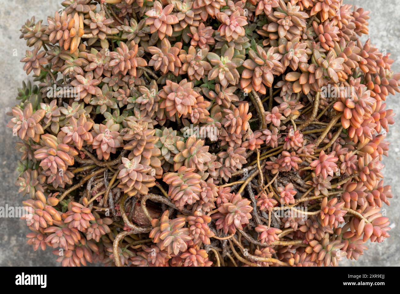 Primo piano di Graptopetalum paraguayense succulento Foto Stock