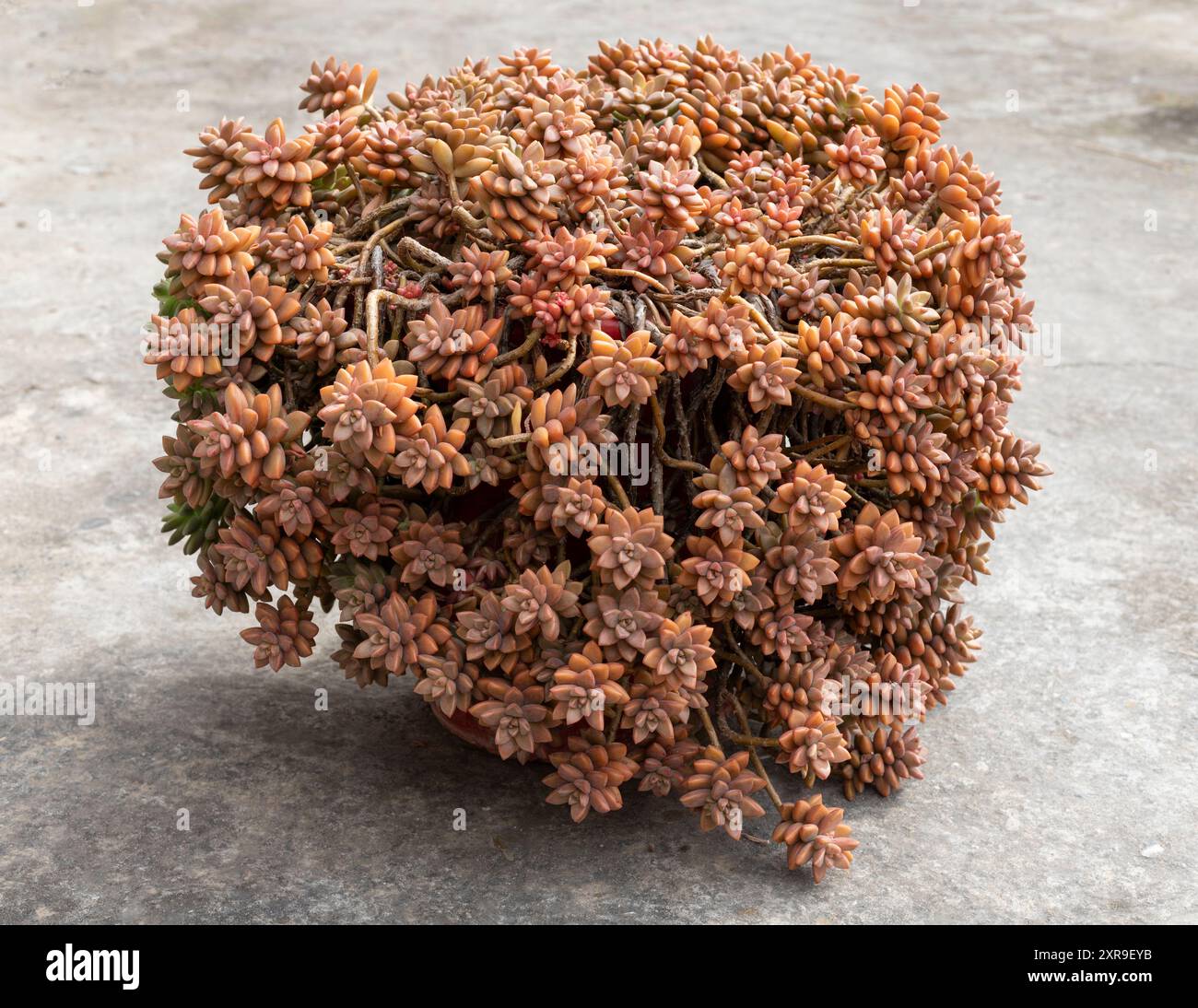 graptopetalum paraguayense bronzo succulente primo piano Foto Stock