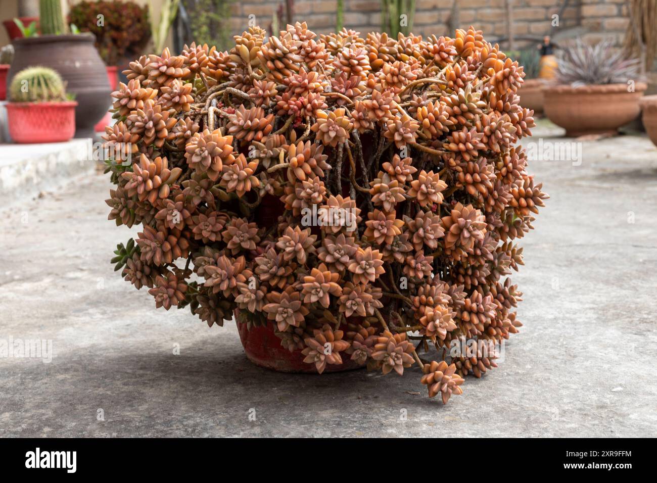 Splendido graptosedum succulento in una pentola Foto Stock