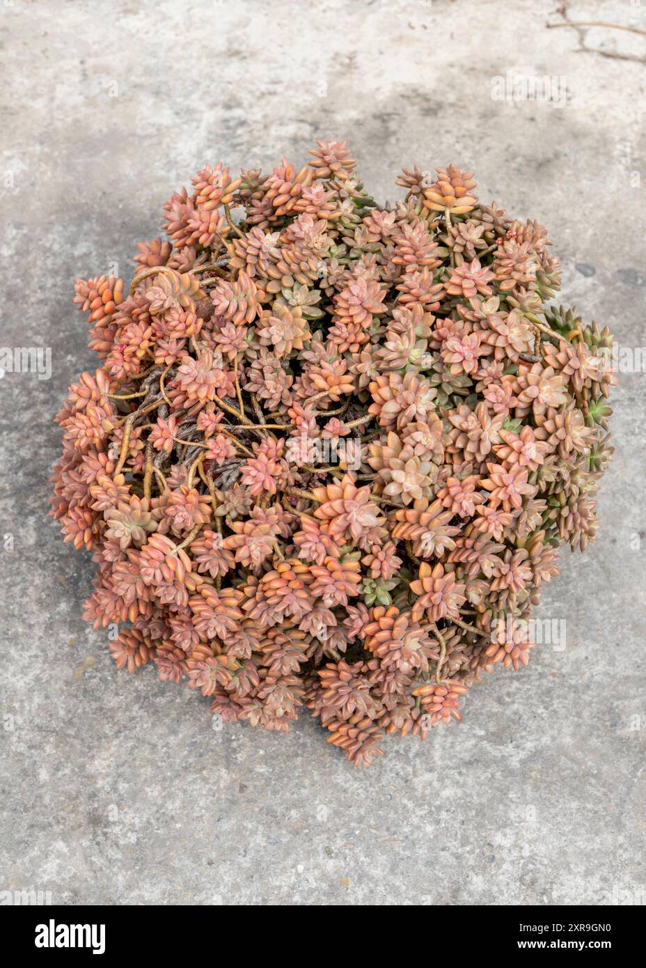 Impianto succulento in una superficie esterna in cemento. Vista dall'alto. Foto Stock