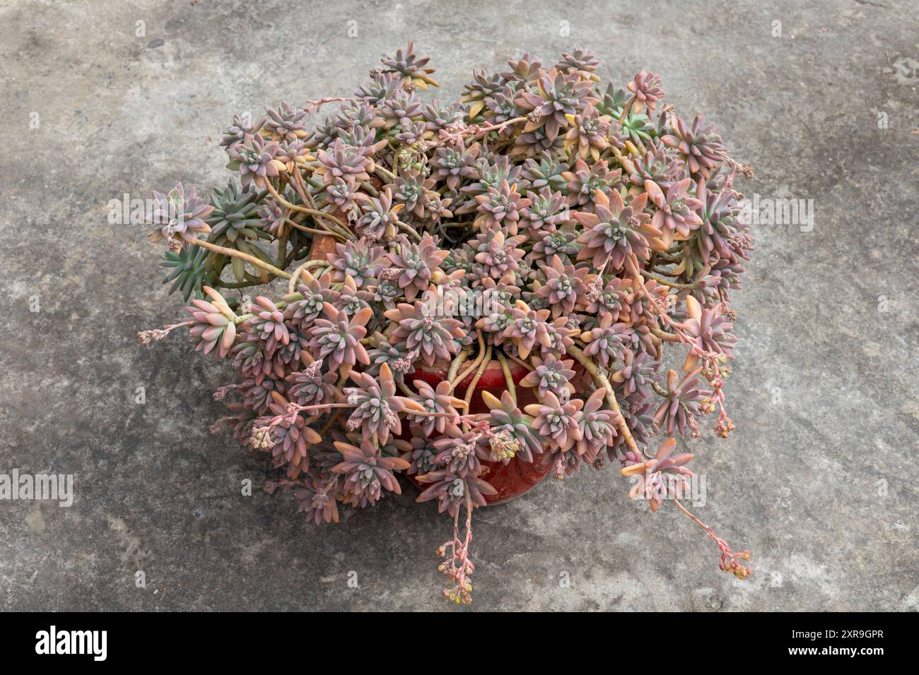 Primo piano di sedum copperstone succulento in una pentola su un pavimento di cemento Foto Stock