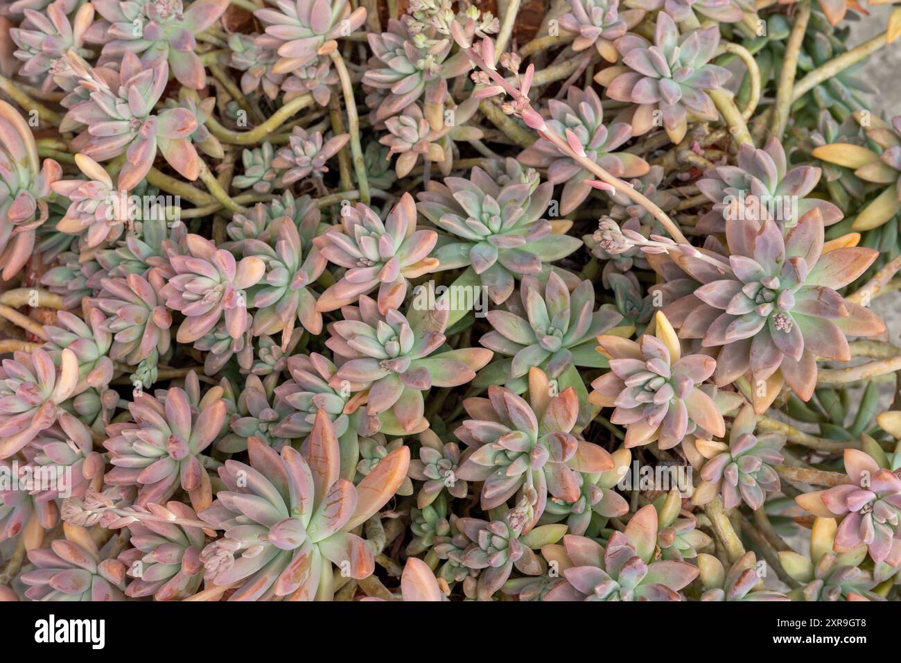 Primo piano di bellissime piante grintose Foto Stock