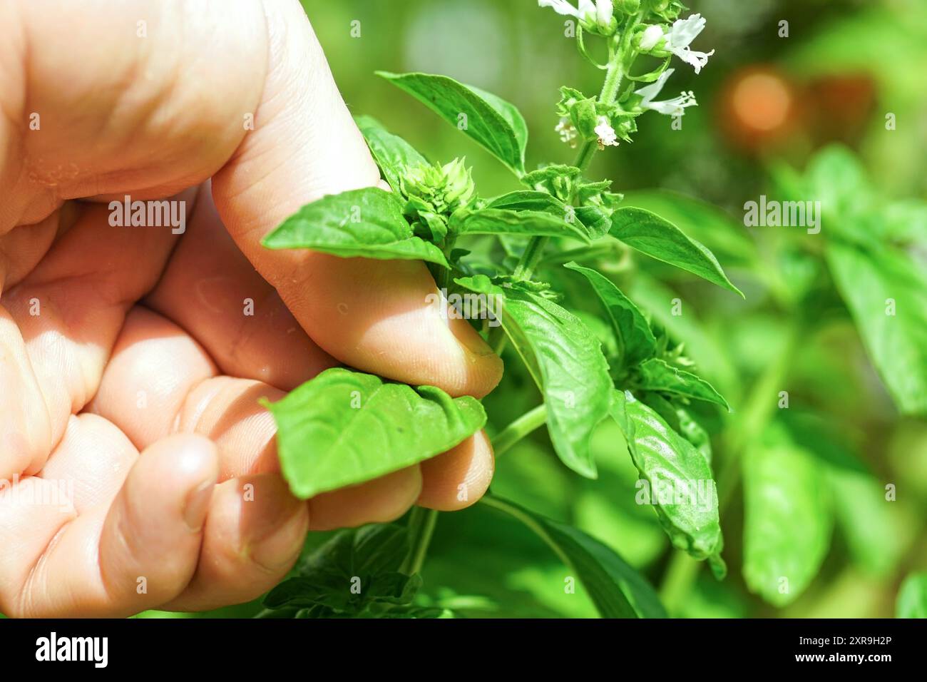 Una mano che raccoglie con cura una foglia da un cespuglio di basilico verde che ha già iniziato a fiorire. Mangiare sano - raccogliere erbe coltivate in casa per cucinare Foto Stock