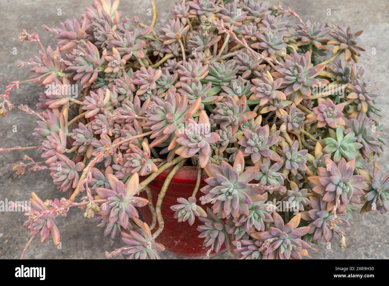 Graptosedum piante succulente in una pentola rossa. vista ravvicinata Foto Stock