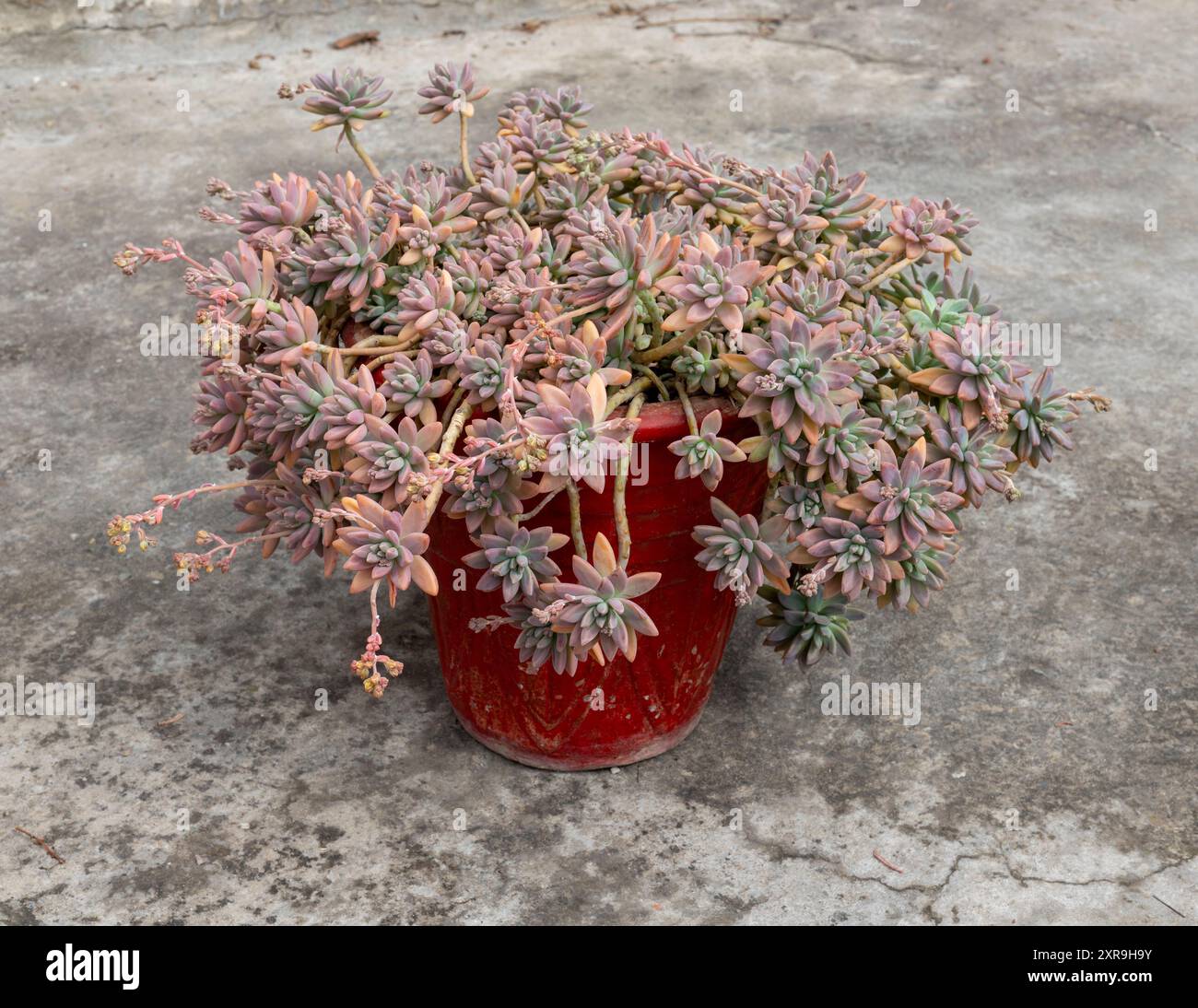 Vibrante grappolo di granturco in un vaso rosso su cemento in autunno Foto Stock