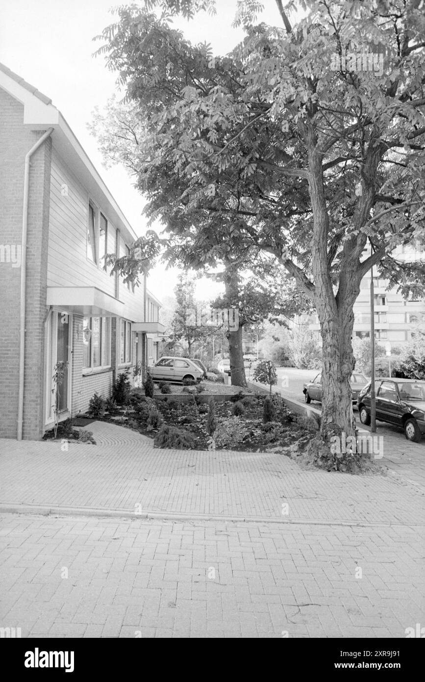 Albero per Claus Sluterweg no 12, Trees, Haarlem, Claus Sluterweg, Paesi Bassi, 16-10-1986, Whizgle Dutch News: immagini storiche su misura per il futuro. Esplora il passato dei Paesi Bassi con prospettive moderne attraverso le immagini delle agenzie olandesi. Colmare gli eventi di ieri con gli approfondimenti di domani. Intraprendi un viaggio senza tempo con storie che plasmano il nostro futuro. Foto Stock