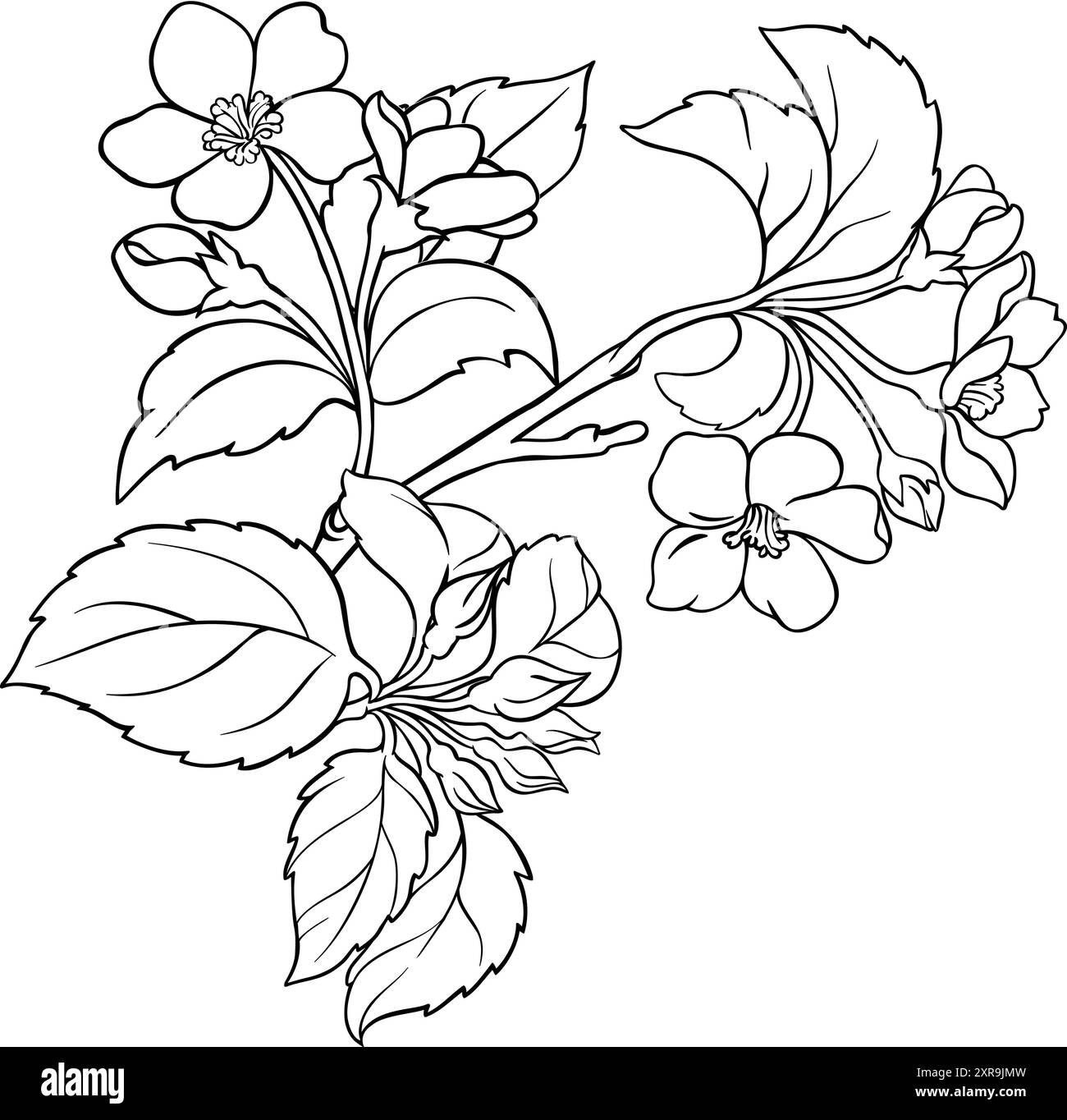 Sezione Apple con illustrazione dei fiori. Illustrazione Vettoriale