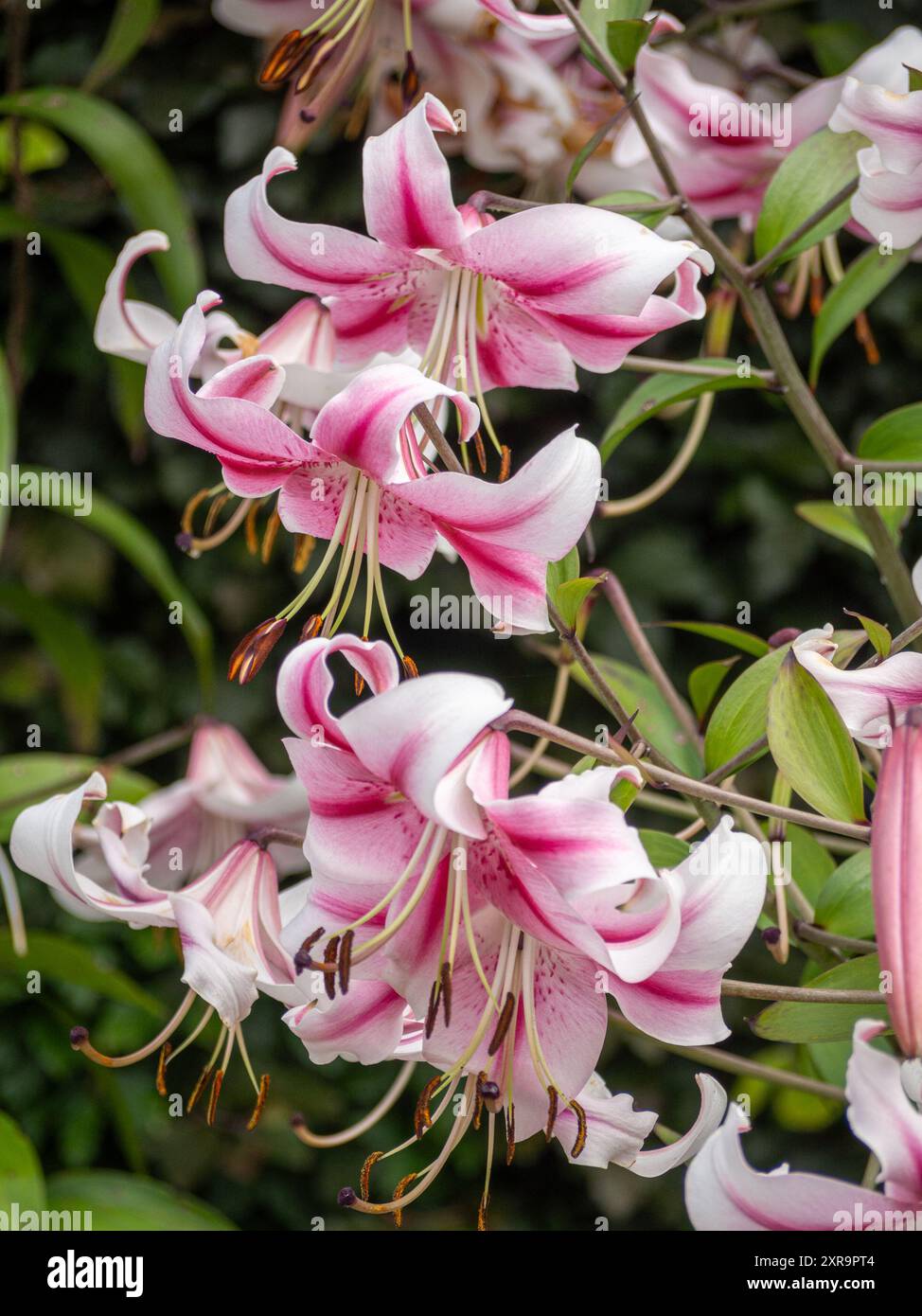 Giglio trombato orientale trovato nel Norton Priory Walled Garden.(LilliumSpeciosum). Foto Stock