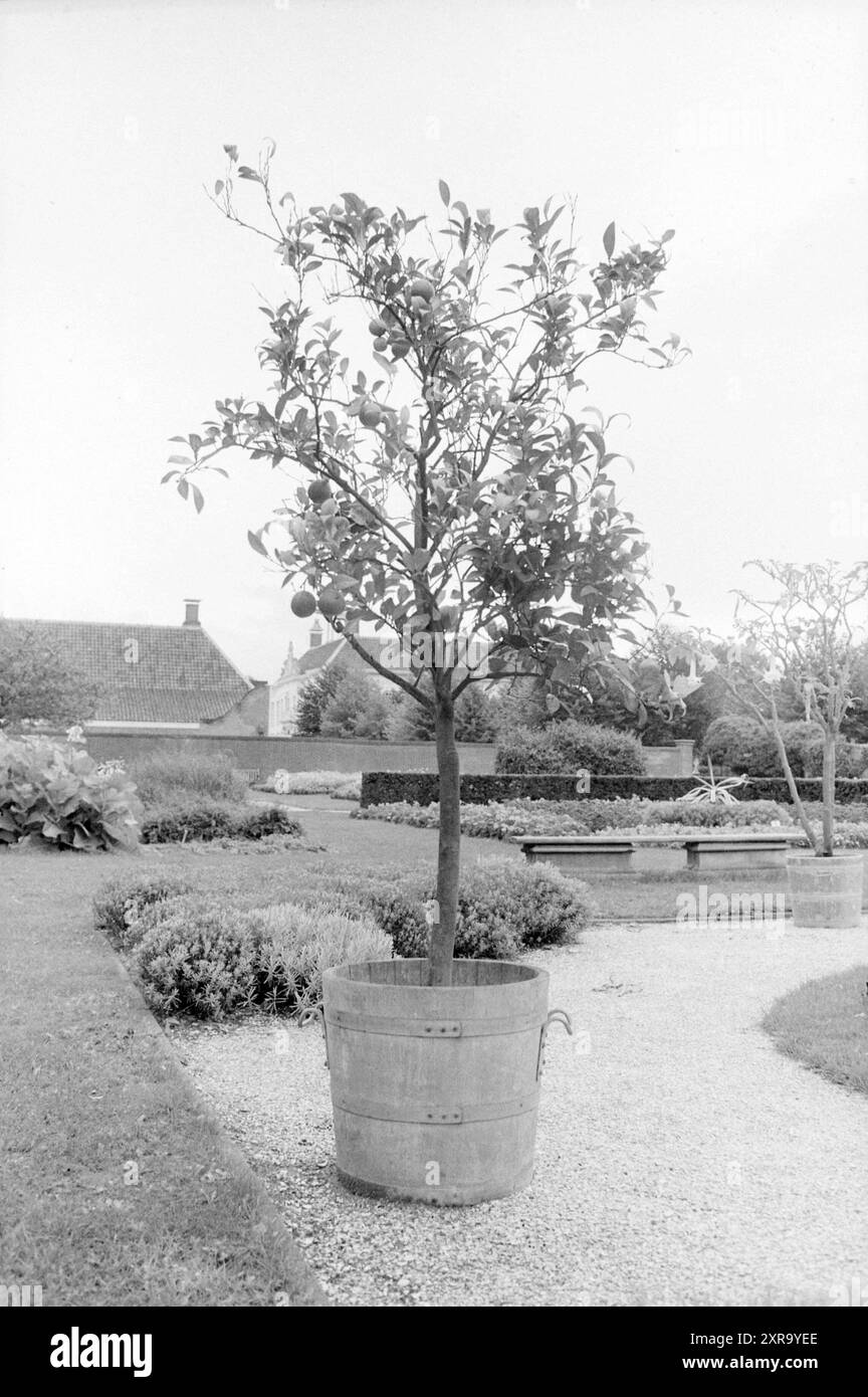 Arancio, giardino Beeckestijn + arance, alberi, frutta, Velsen-Zuid, 16-09-1983, Whizgle Dutch News: immagini storiche su misura per il futuro. Esplora il passato dei Paesi Bassi con prospettive moderne attraverso le immagini delle agenzie olandesi. Colmare gli eventi di ieri con gli approfondimenti di domani. Intraprendi un viaggio senza tempo con storie che plasmano il nostro futuro. Foto Stock