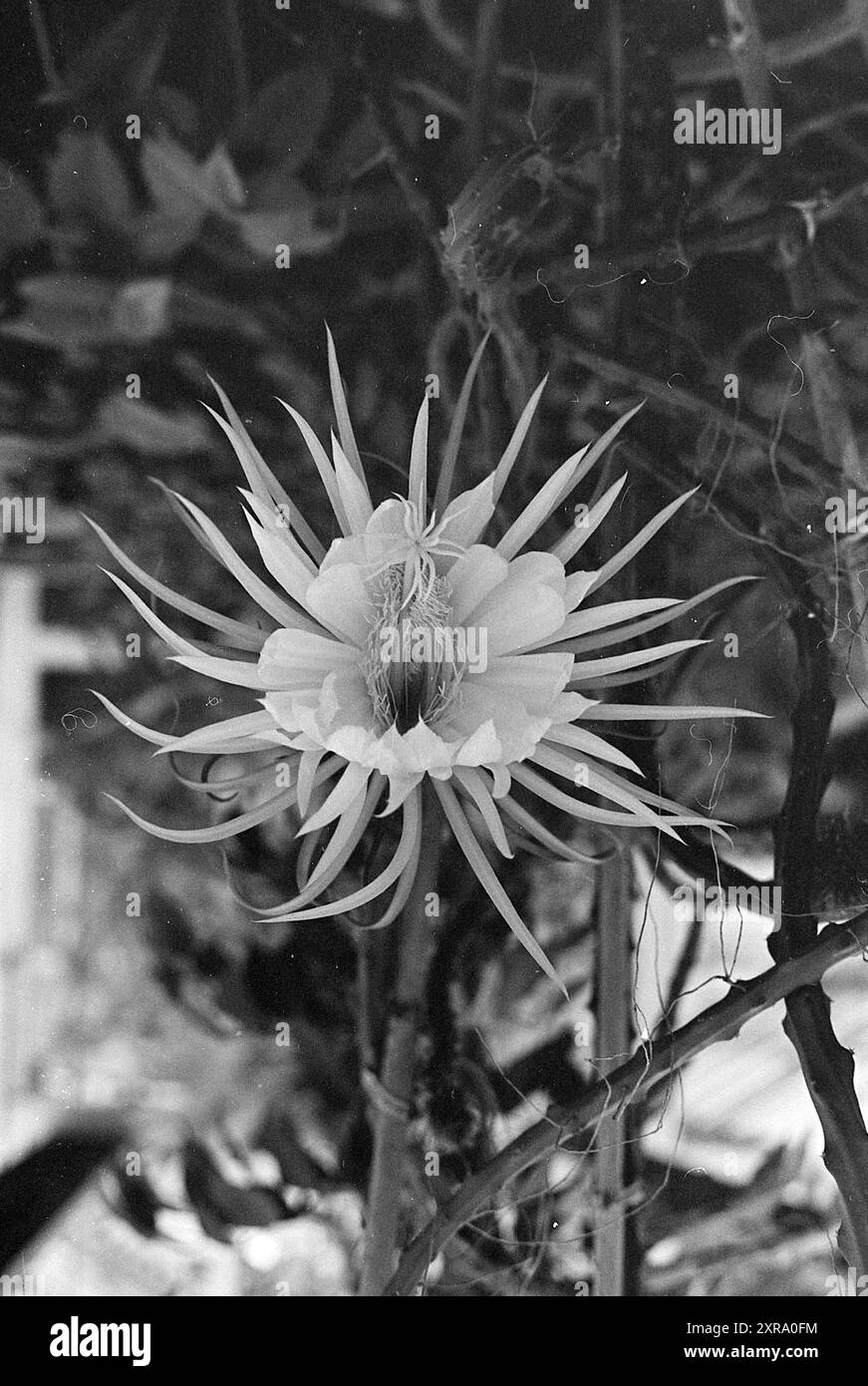 Flower, Whizgle Dutch News: Immagini storiche su misura per il futuro. Esplora il passato dei Paesi Bassi con prospettive moderne attraverso le immagini delle agenzie olandesi. Colmare gli eventi di ieri con gli approfondimenti di domani. Intraprendi un viaggio senza tempo con storie che plasmano il nostro futuro. Foto Stock